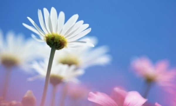 机会，就死在这七句话里！-直销家园网