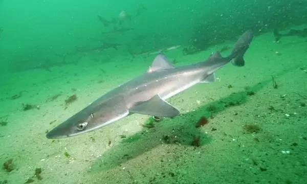 三生御坊堂角鲨烯软胶囊增强抵抗力-直销家园网