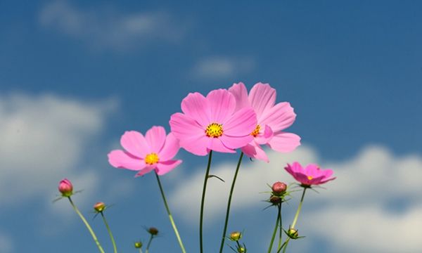 简单做人，自然快乐-直销家园网