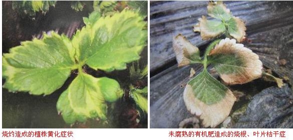 草莓疑难病害探讨