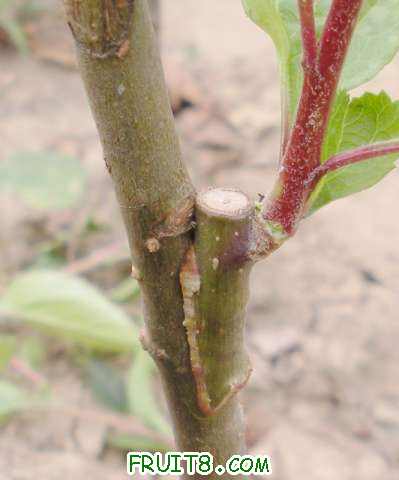 夏季嫁接10法图示