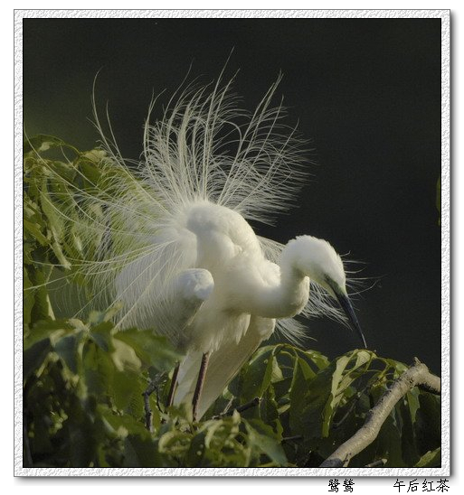 吴瑞发书画收藏:鹭鸶——形态各异-xiaochen.100