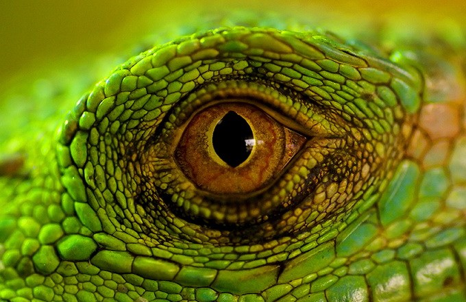 冷血动物眼睛微距照片深邃而美丽