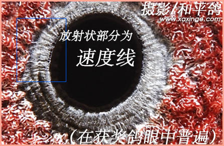 要有台阶层次感,但是可在相关圆里看到速度线不是所有鸽子都有顺应圆