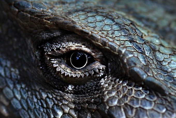 冷血动物眼睛微距照片深邃而美丽