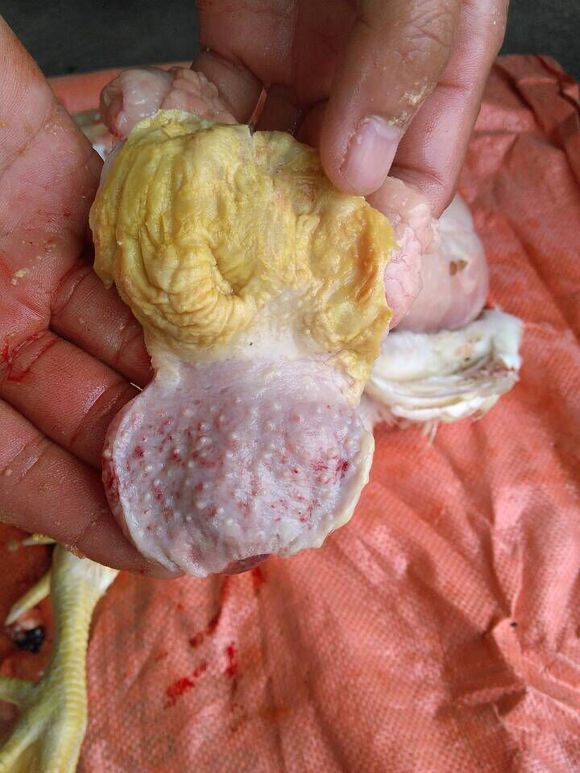 鸡腺胃炎怎么防治,肉鸡腺胃炎肌胃炎特效药,鸡胃健-深圳市龙岗区恩惠