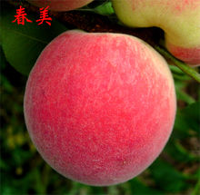 春美桃果实