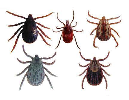 常出现在夏秋季节,常以人畜为叮咬目标,和生长在南方的昆虫草蜢类似