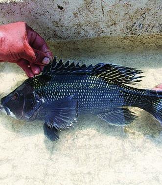 中美洲石斑魚