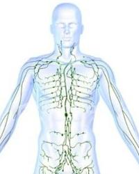 淋巴系统 - 搜狗百科